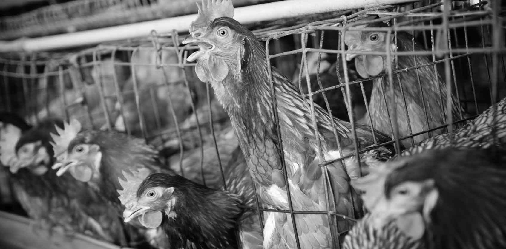 Caged Hens. Credit: Sandeep Subba.