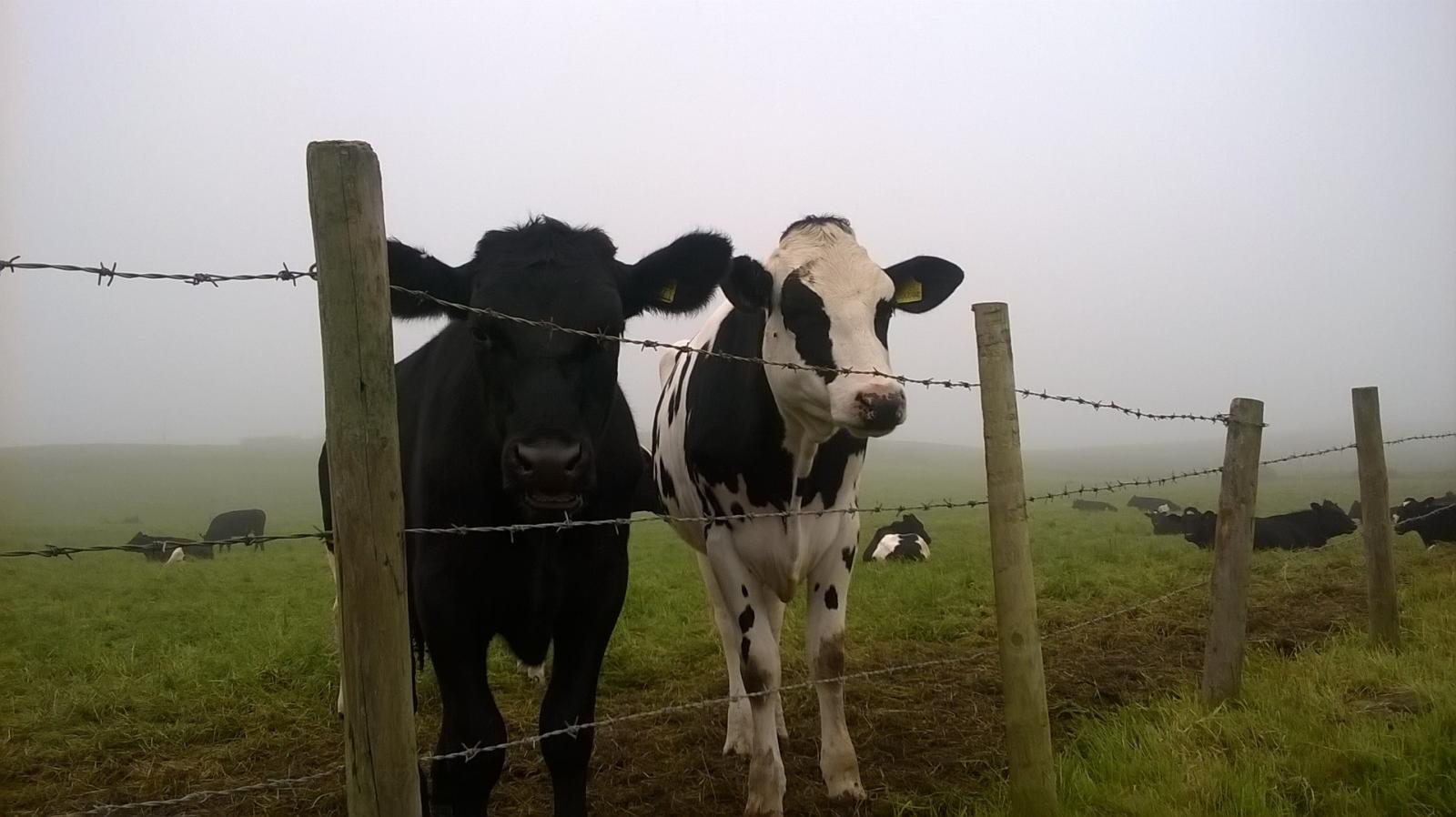 Cows near Robin Hood's Bay, photo credit Ruth Westcott