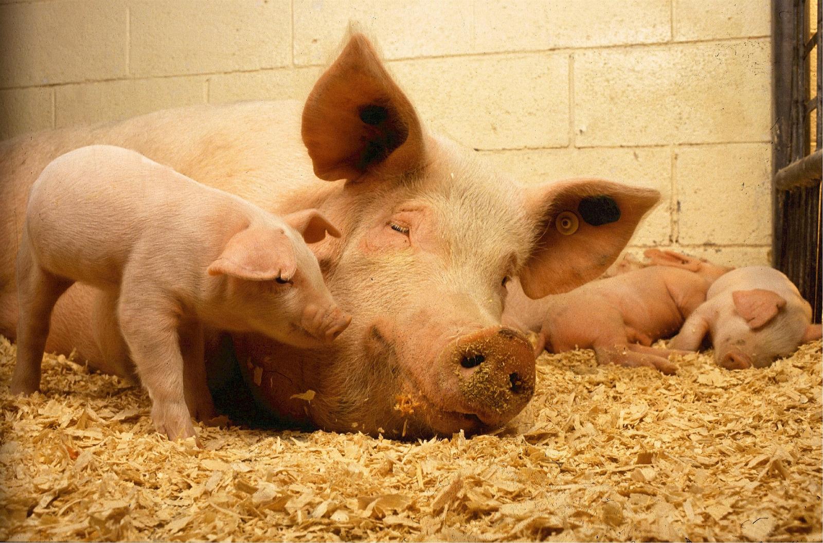 Pig and piglets. Photo credit: pixabay