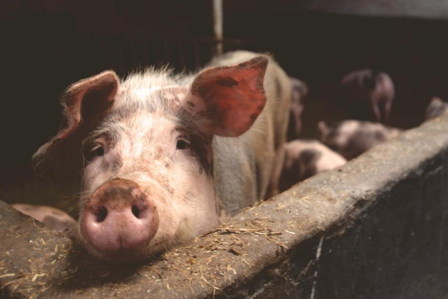 Pigs. Photo credit: Matthias Zomer on pexels