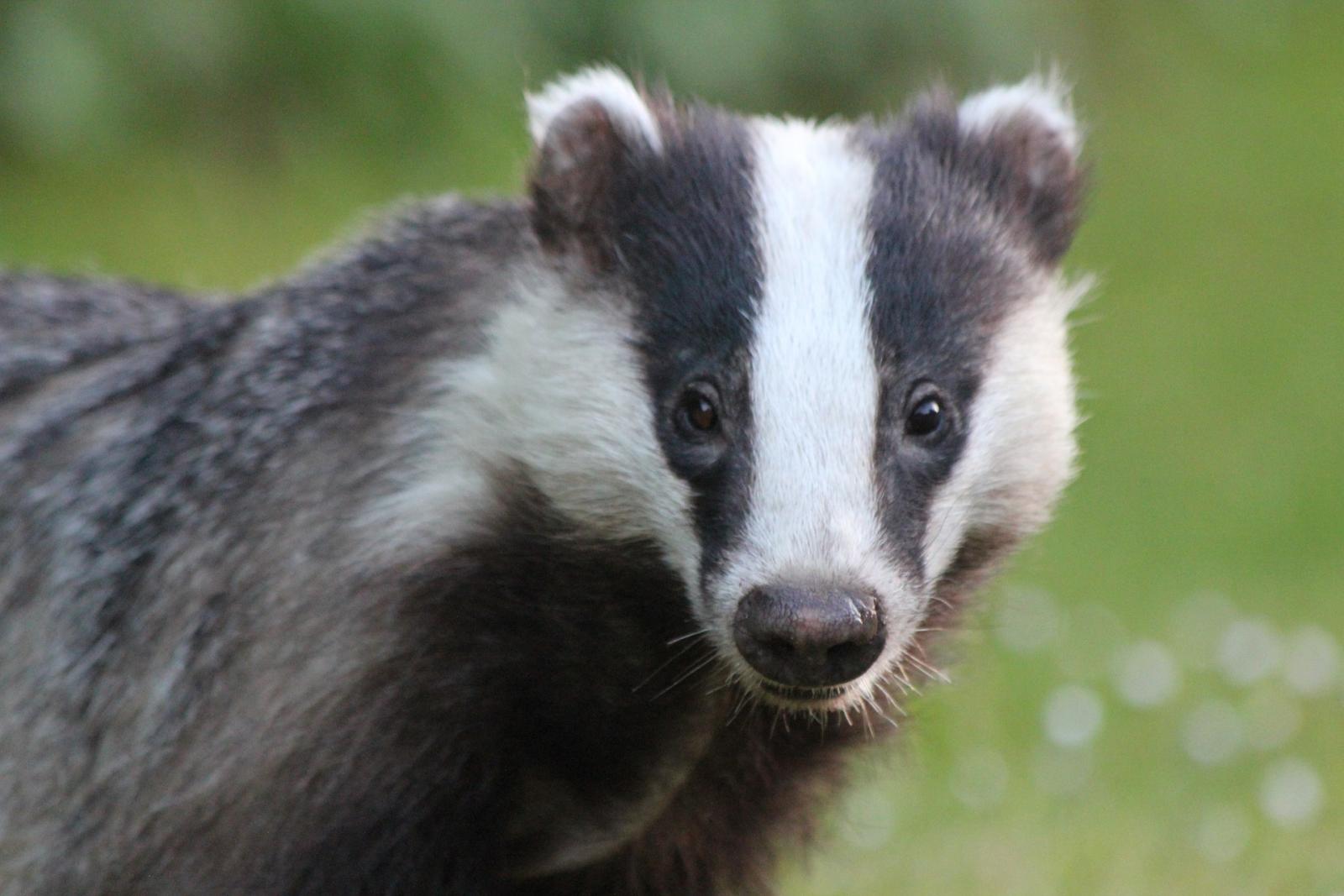 Badger. Photo credit: Pixabay