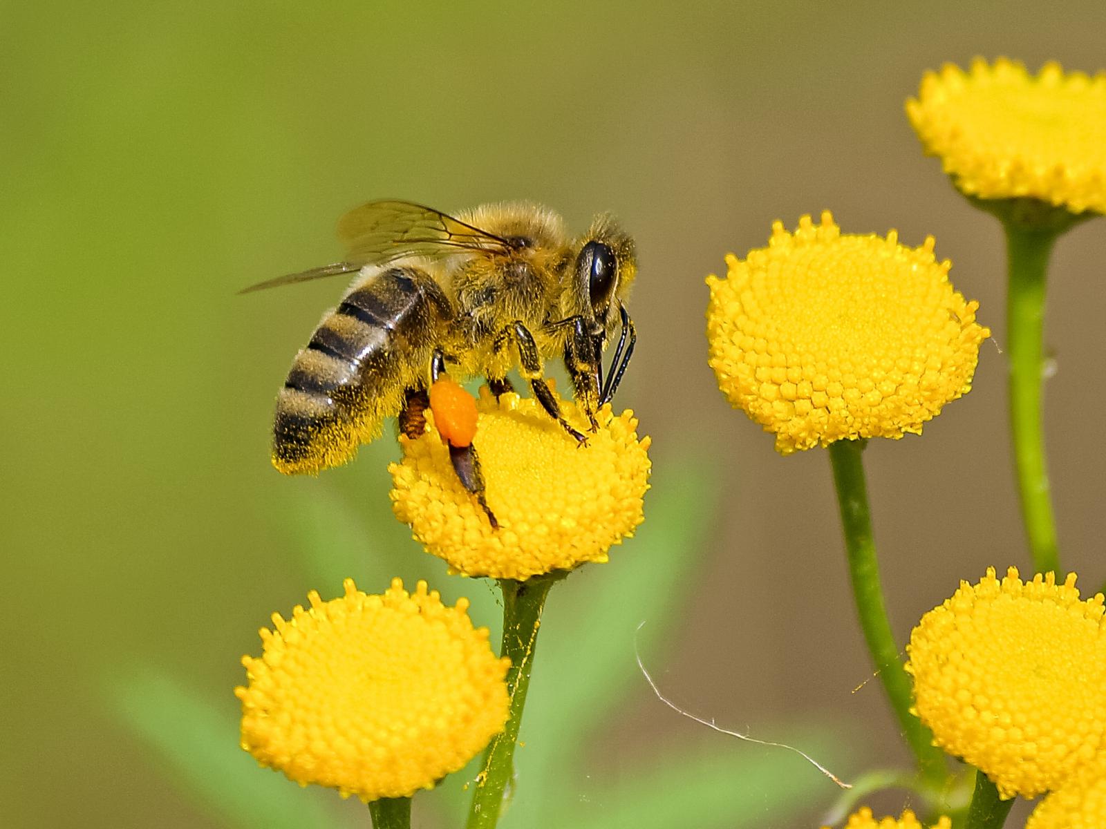 Bee on a flower. Photo credit: Pexels