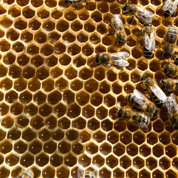Beehive. Credit: Sustain
