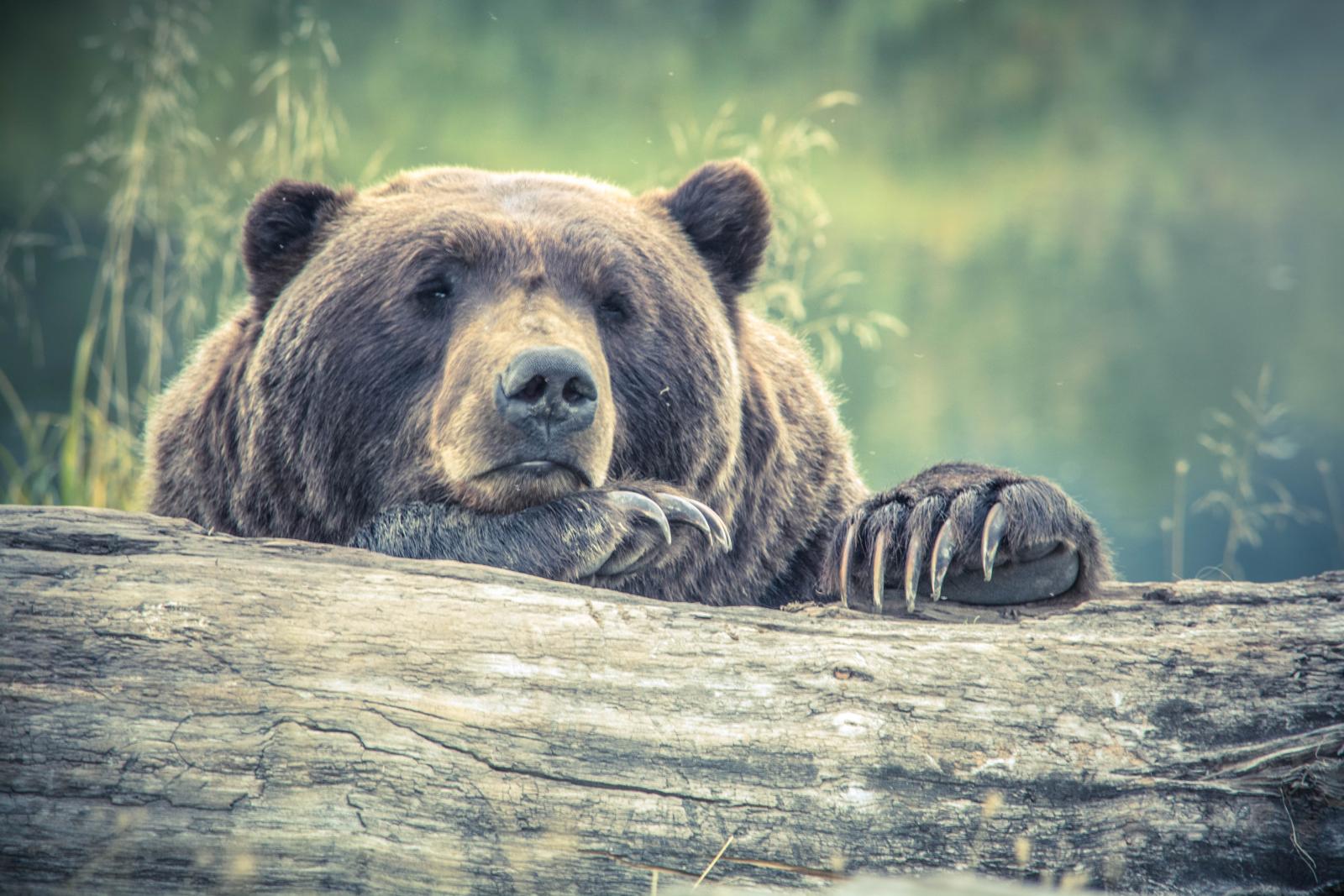 Brown bear on tree long. Photo credit: Pexels