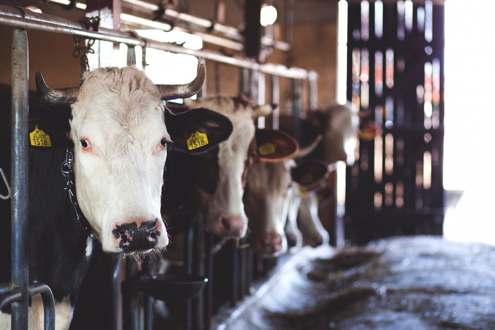 Cattle in a cowshed. Photo credit: pexels