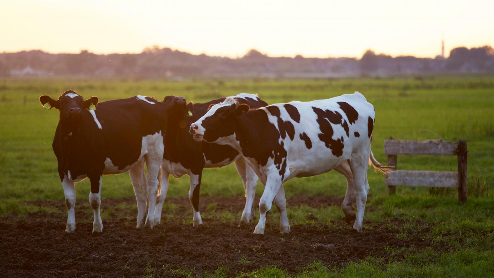 Cattle in a field. Photo credit: Pexels