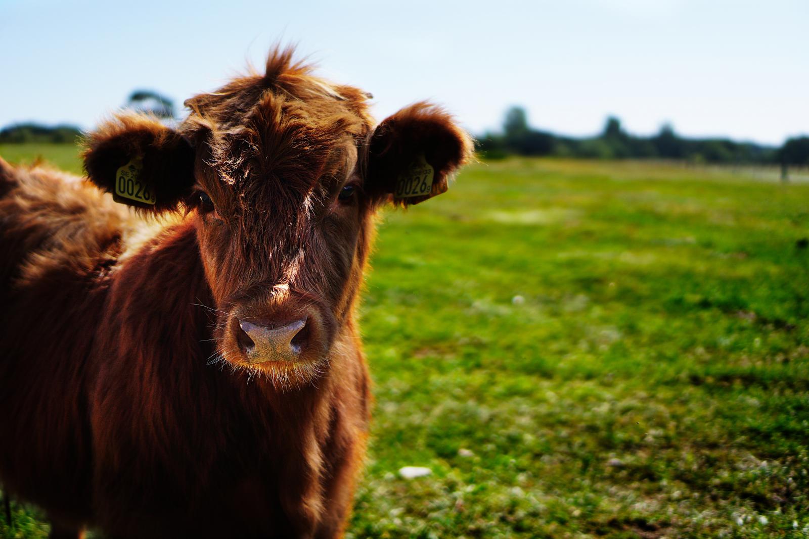 Cattle in a field. Photo credit: Pixabay