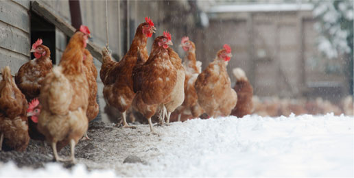 Chickens in the snow. Photo credit: Sustain