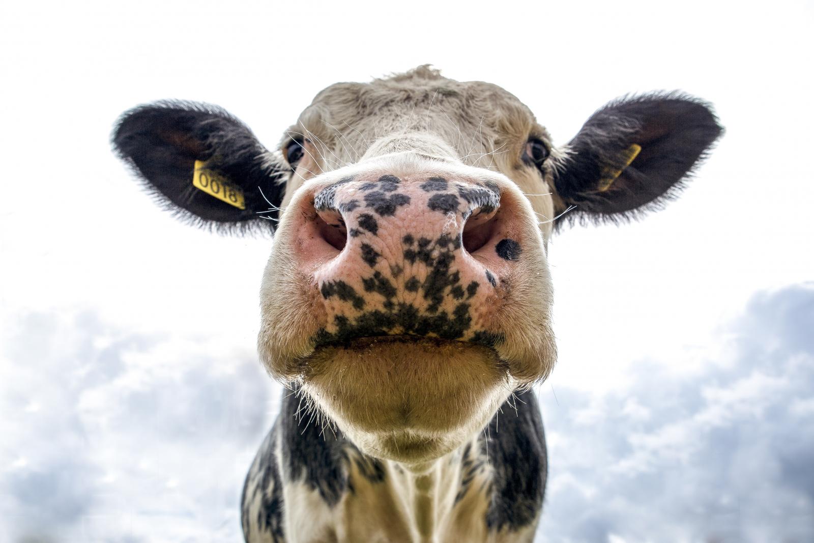 Cow face. Photo credit; Pexels