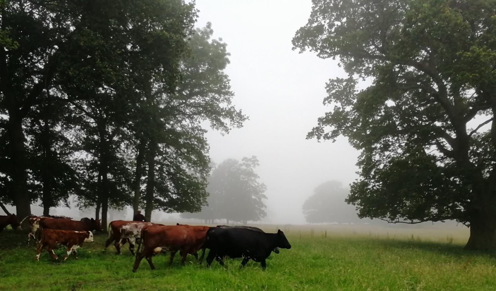 Cows on pasture, Hitchen. V.Hird