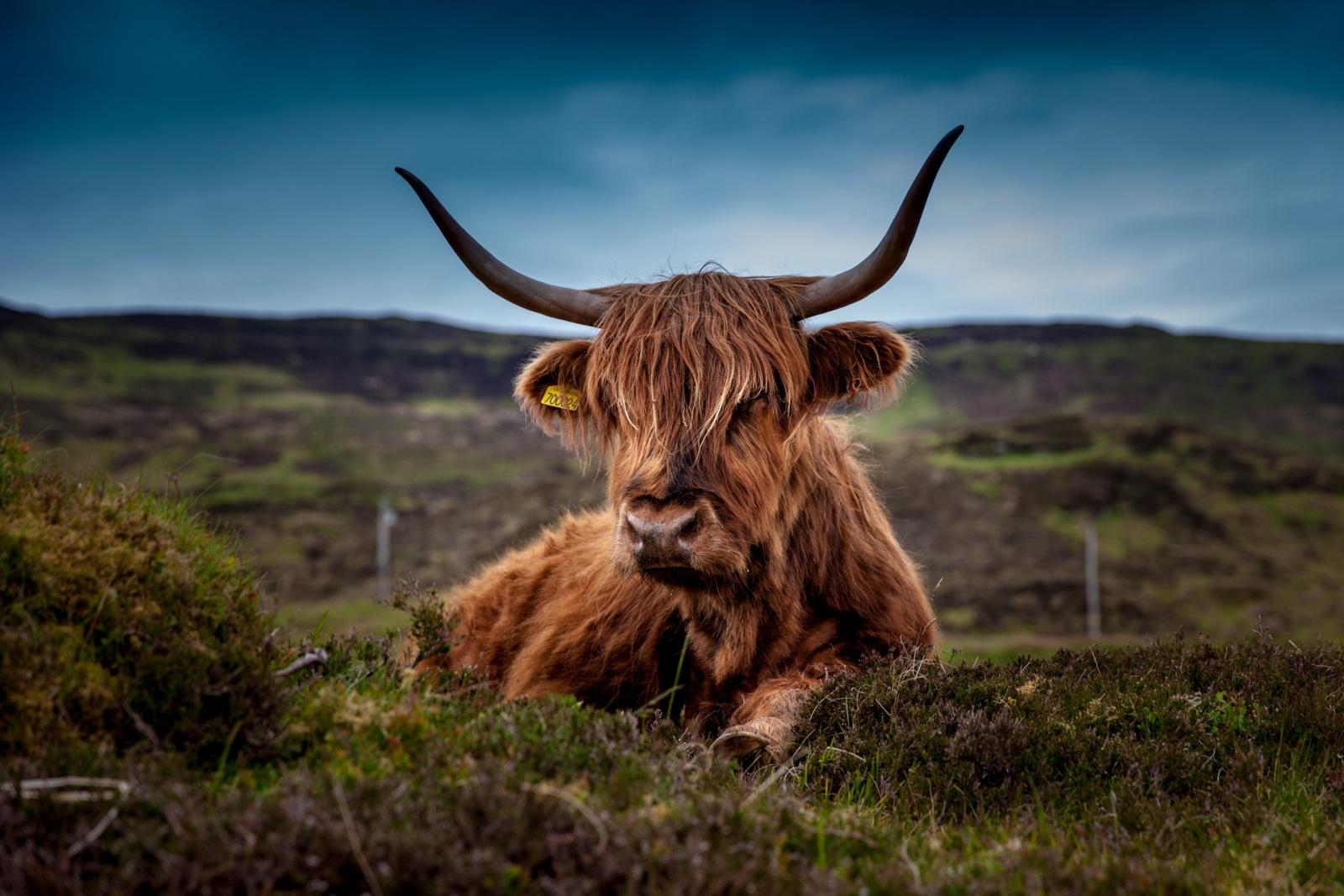 Scottish highland cattle. Photo credit: pexels