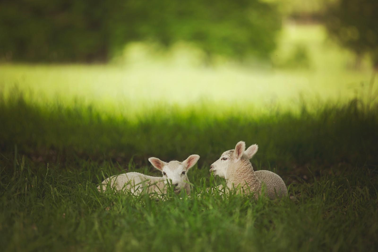 Lams on grass. Photo credit: Pexels