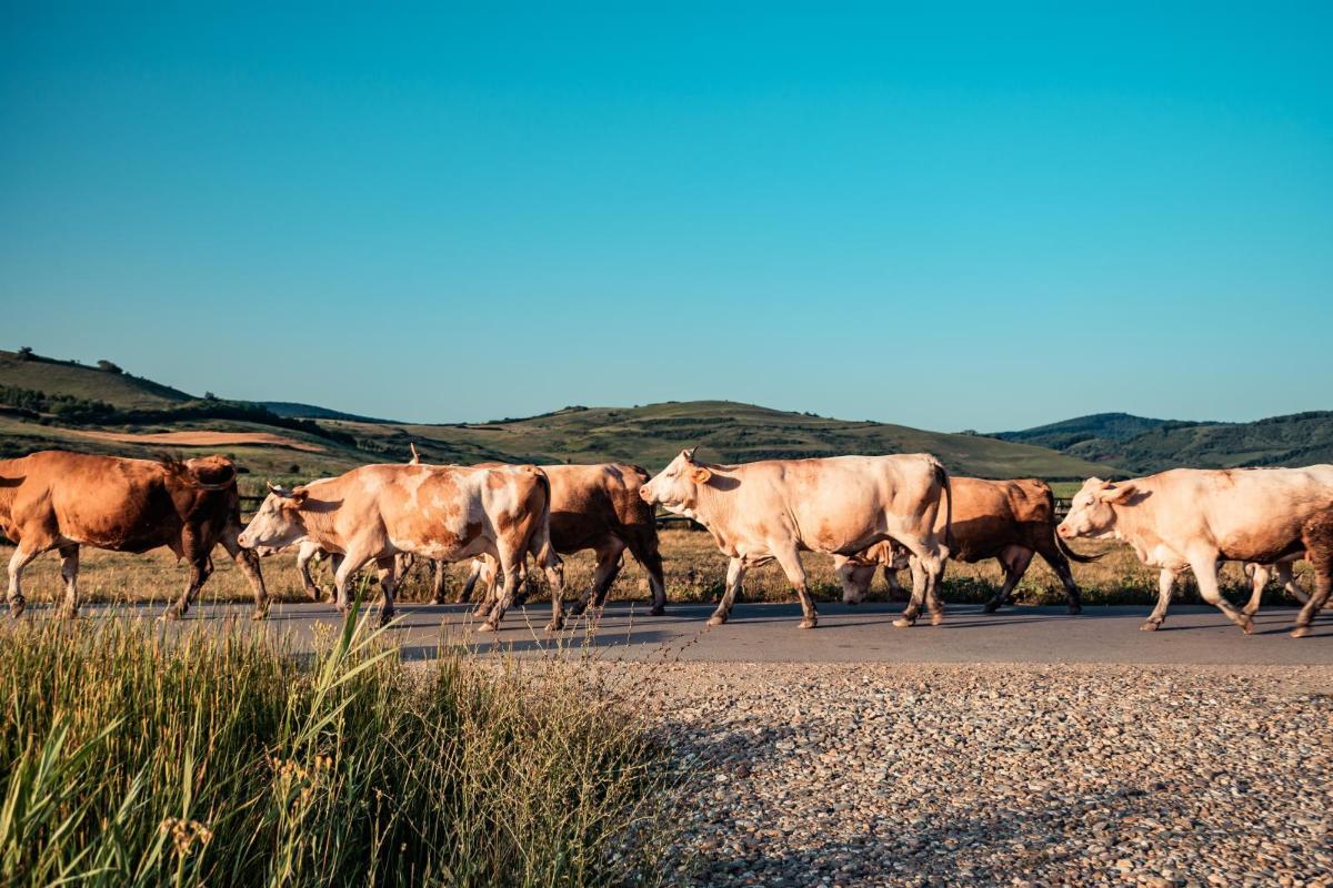 Livestock in South America. Photo credit: Pexels