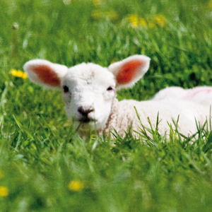 Lamb. Photo credit: Sustain