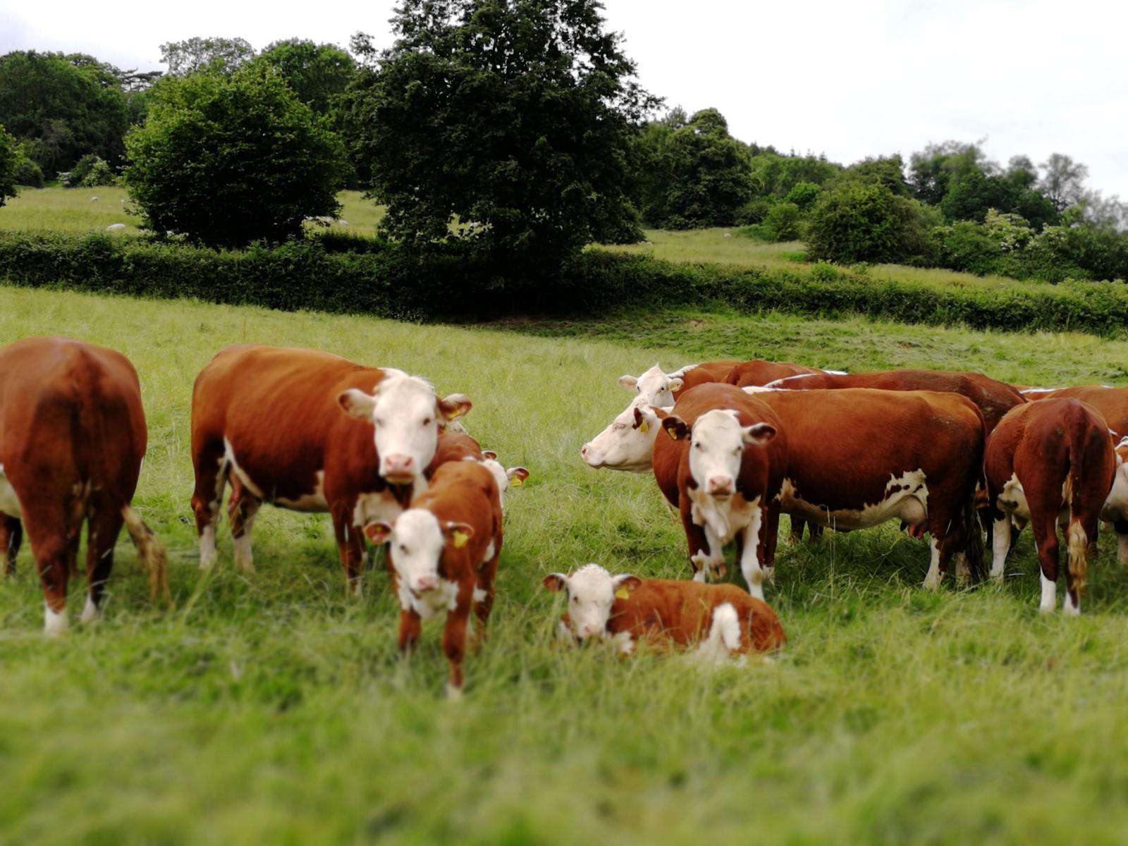 Cows by Vicki Hird