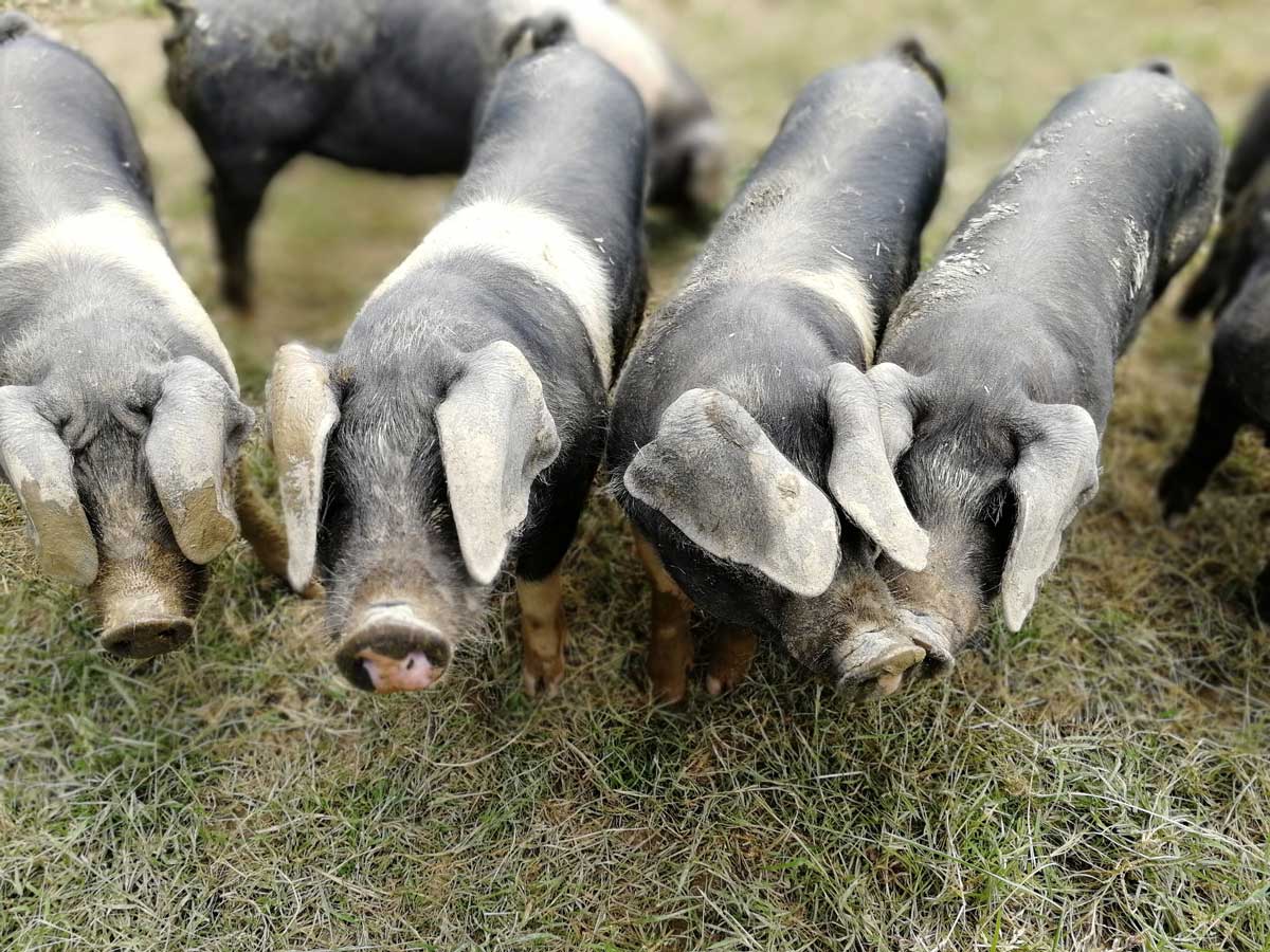 Organic pigs. By Vicki Hird @ Sustain