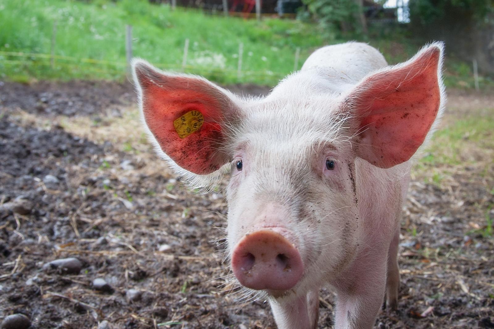 Pig in a field. Photo credit: Pexels