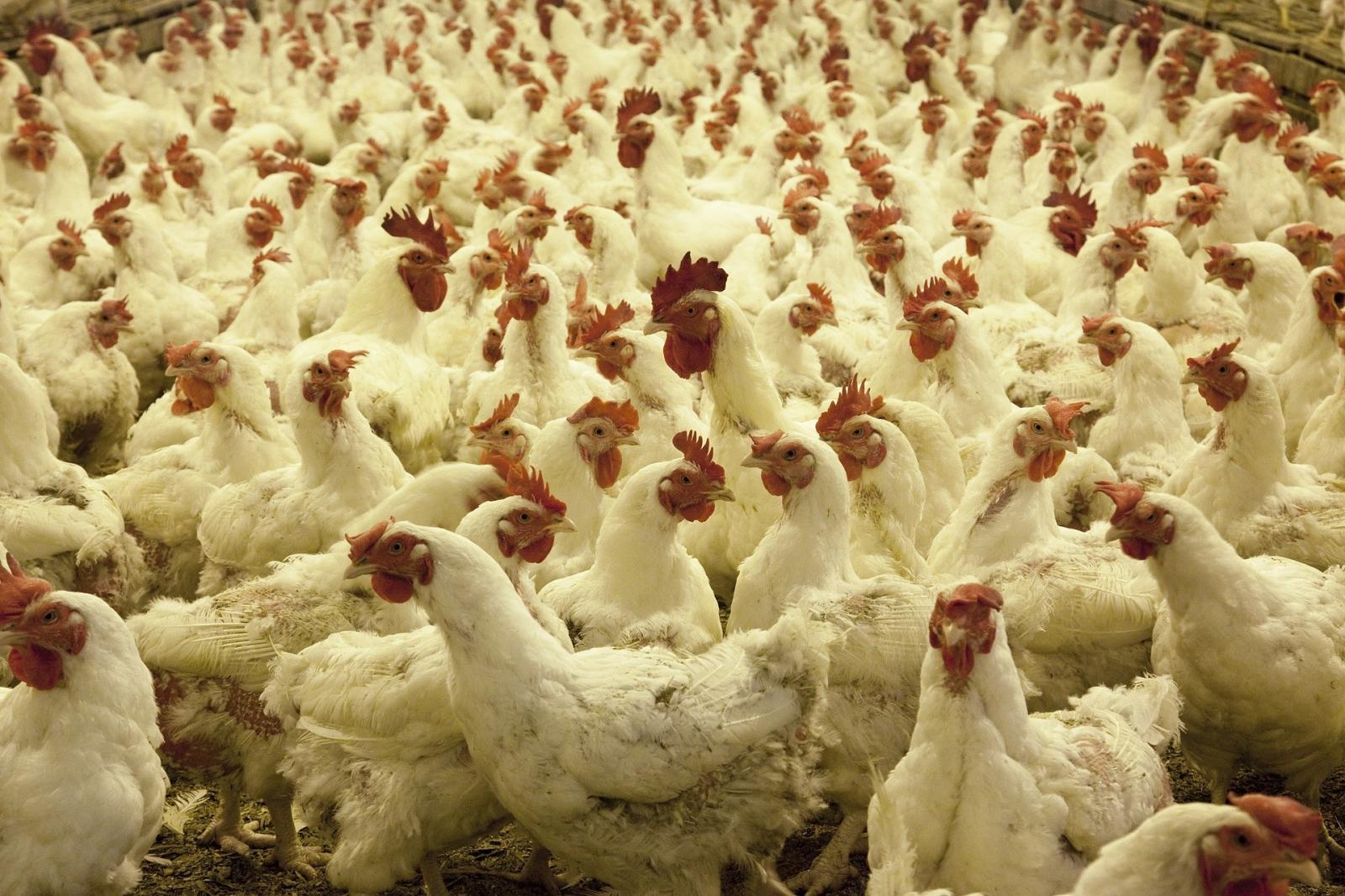 Poultry farm. Photo credit: Pixabay