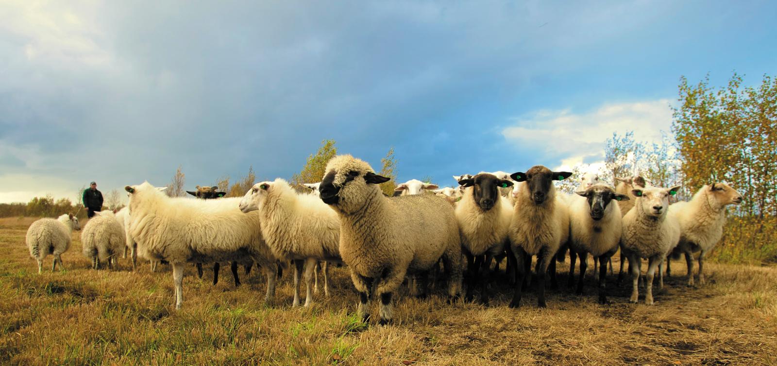 Sheep. Photo credit: Alexander Matthias at pexels