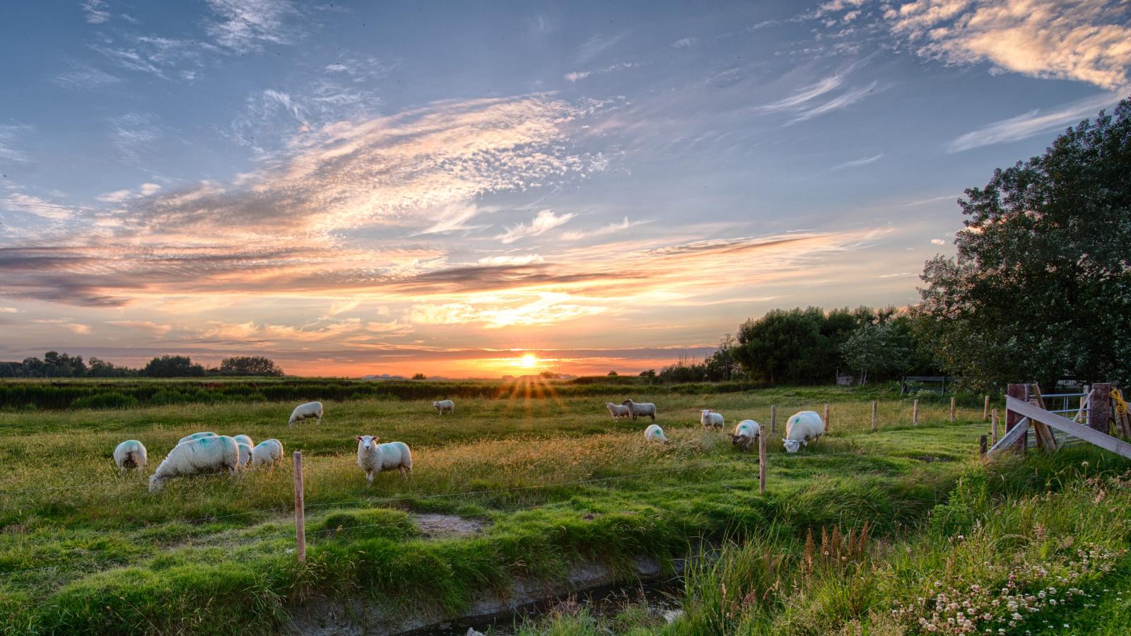 Sheep on grassland. Photo credit: Pexels