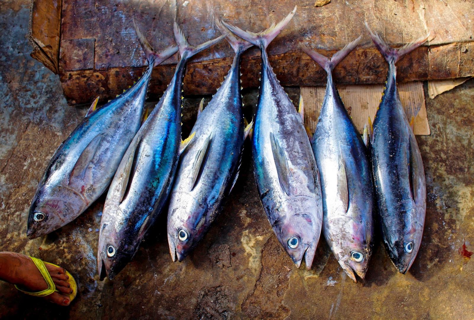 Tuna fish. Photo credit: Pixabay