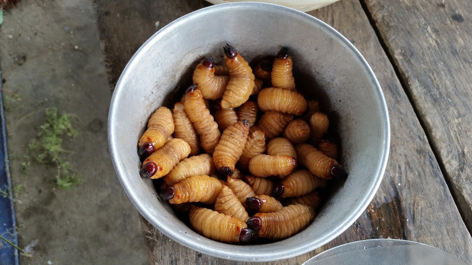 Grubs in a bowl. Photo credit: Pixabay