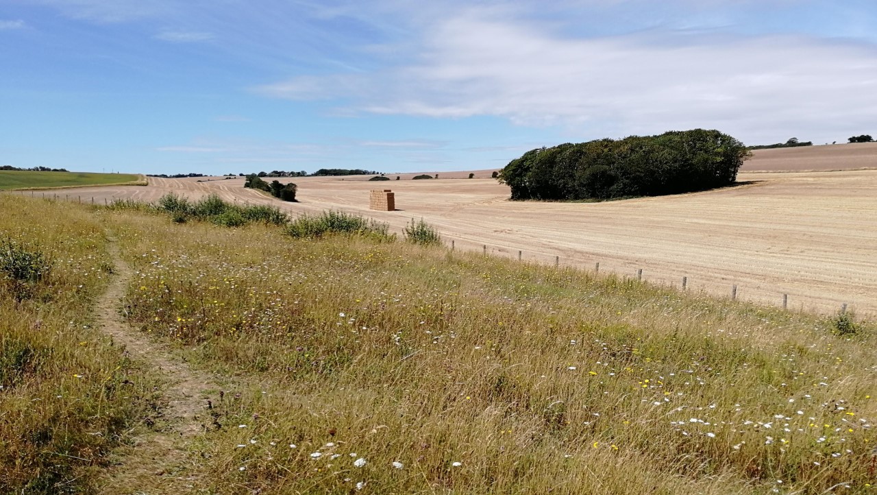 Kent farming, photo credit: Vicki Hird  