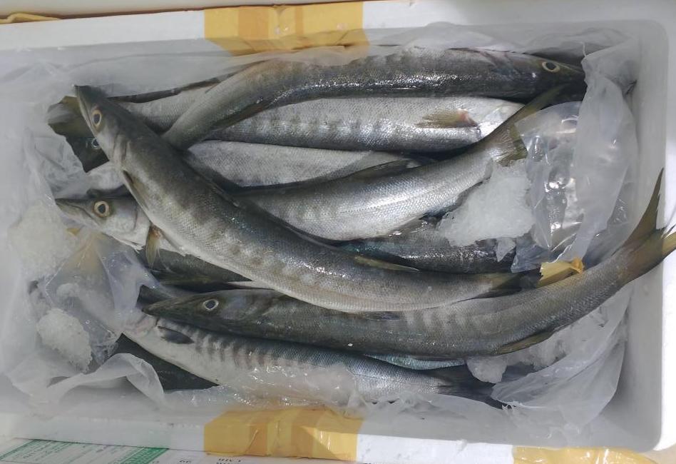 Could we be switching to hake in the event of no-deal Brexit? Credit: Ruth Westcott