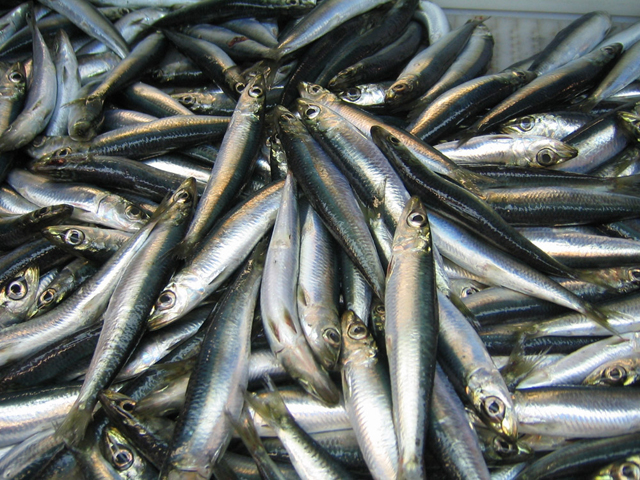 Catch of Atlantic Herring - Credit: NOAA FishWatch