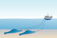 Demersal trawling