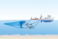 Pelagic or mid-water trawling