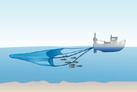 Pelagic or mid-water trawling