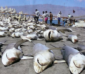 Shark finning