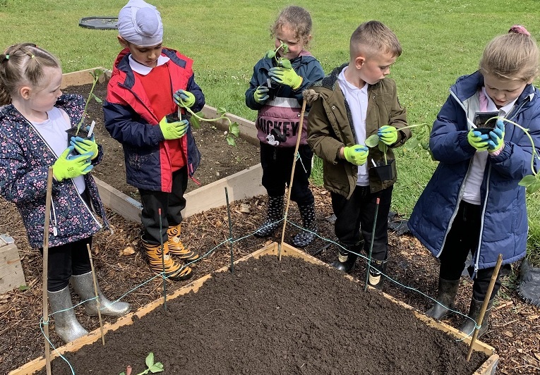 Pupils planting in eth school allotment. Credit: Grimes Dyke Primary School