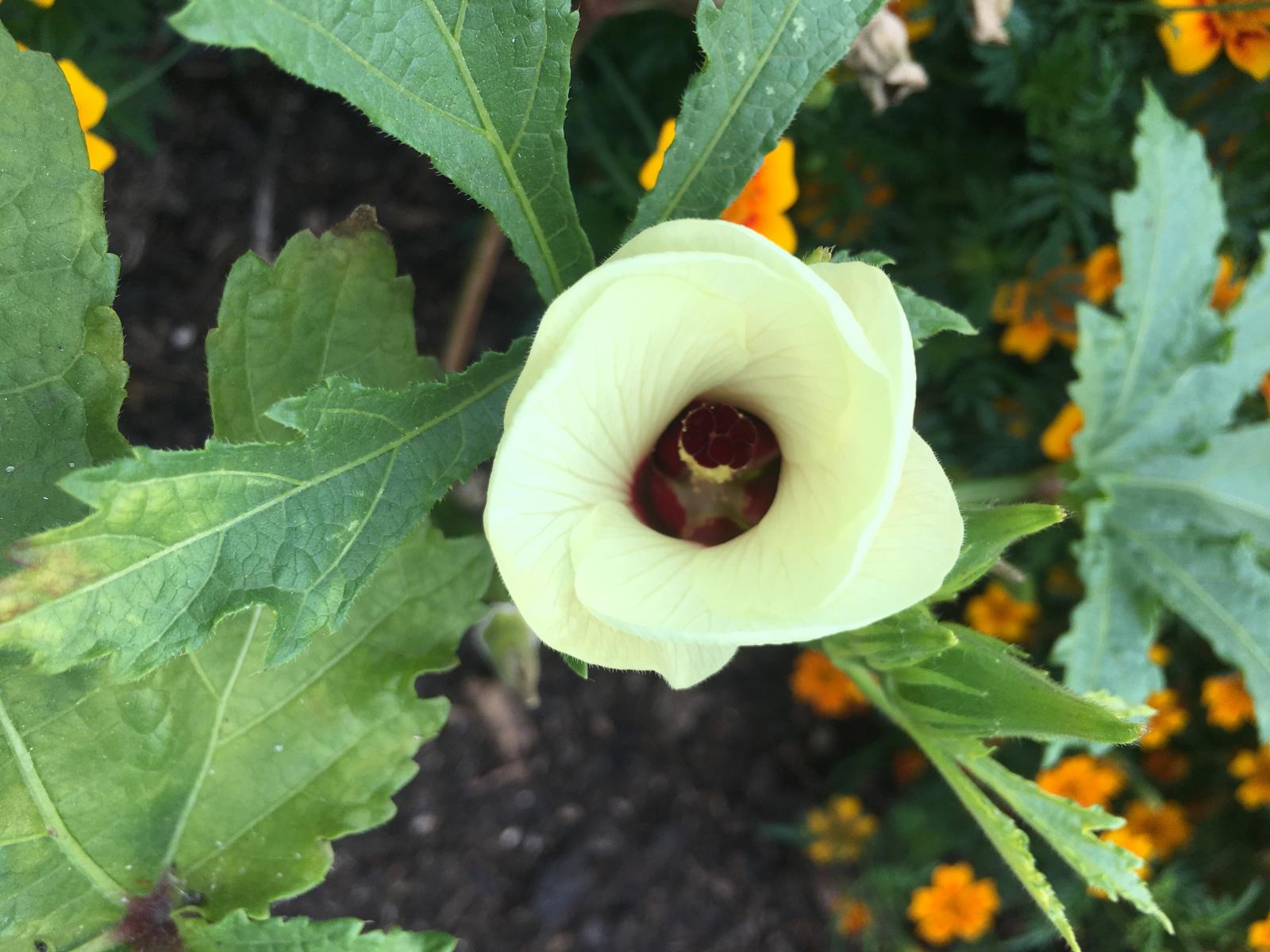 Photo credit: Okra flower by Helena Dove