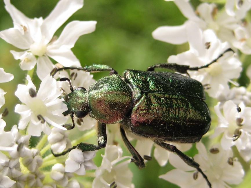 Noble Chafer Beetle