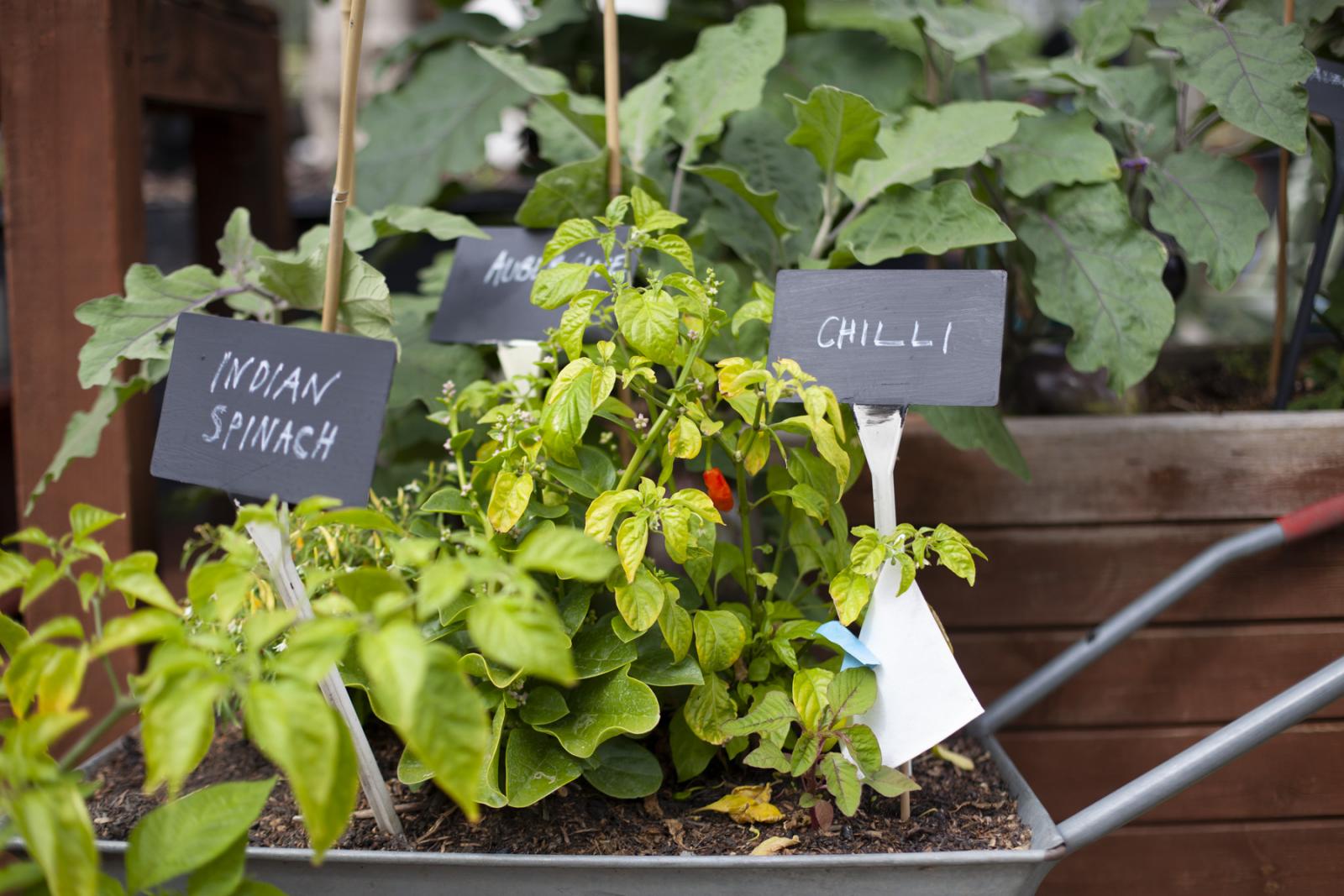 Spitalfields City Farm by Zoe Walde Aldam