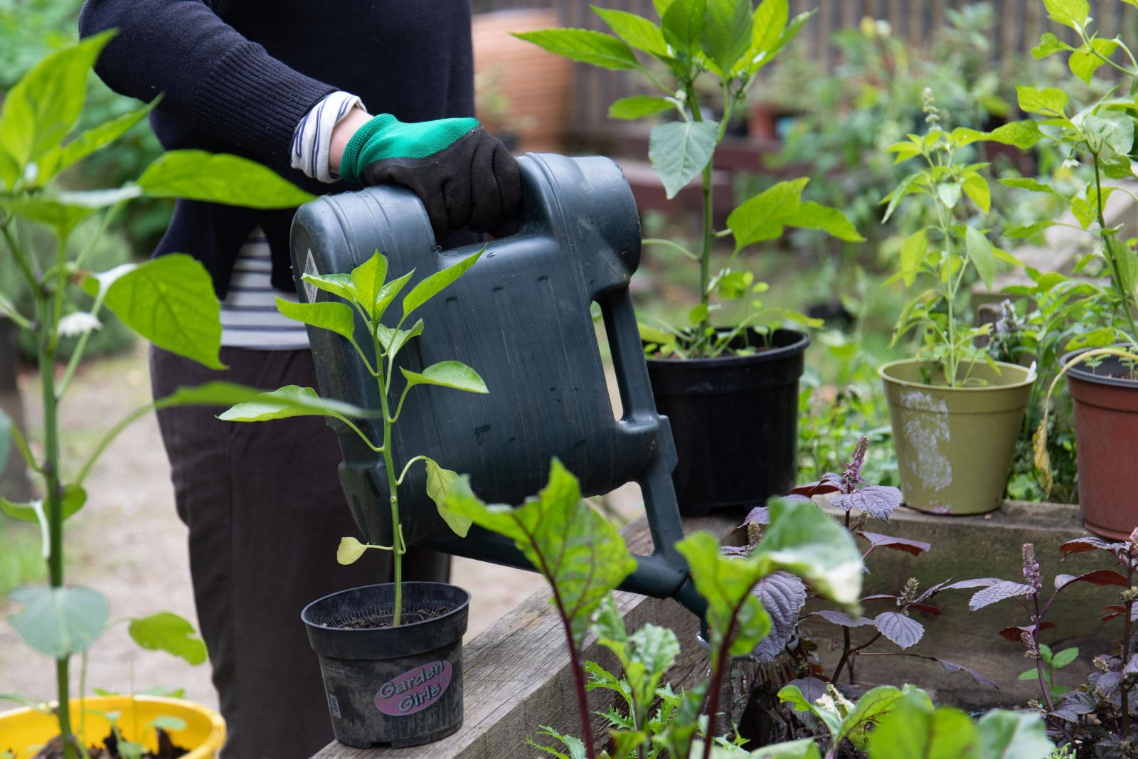 Cordwainers Grow. Photo credit: Zoe Warde-Aldam