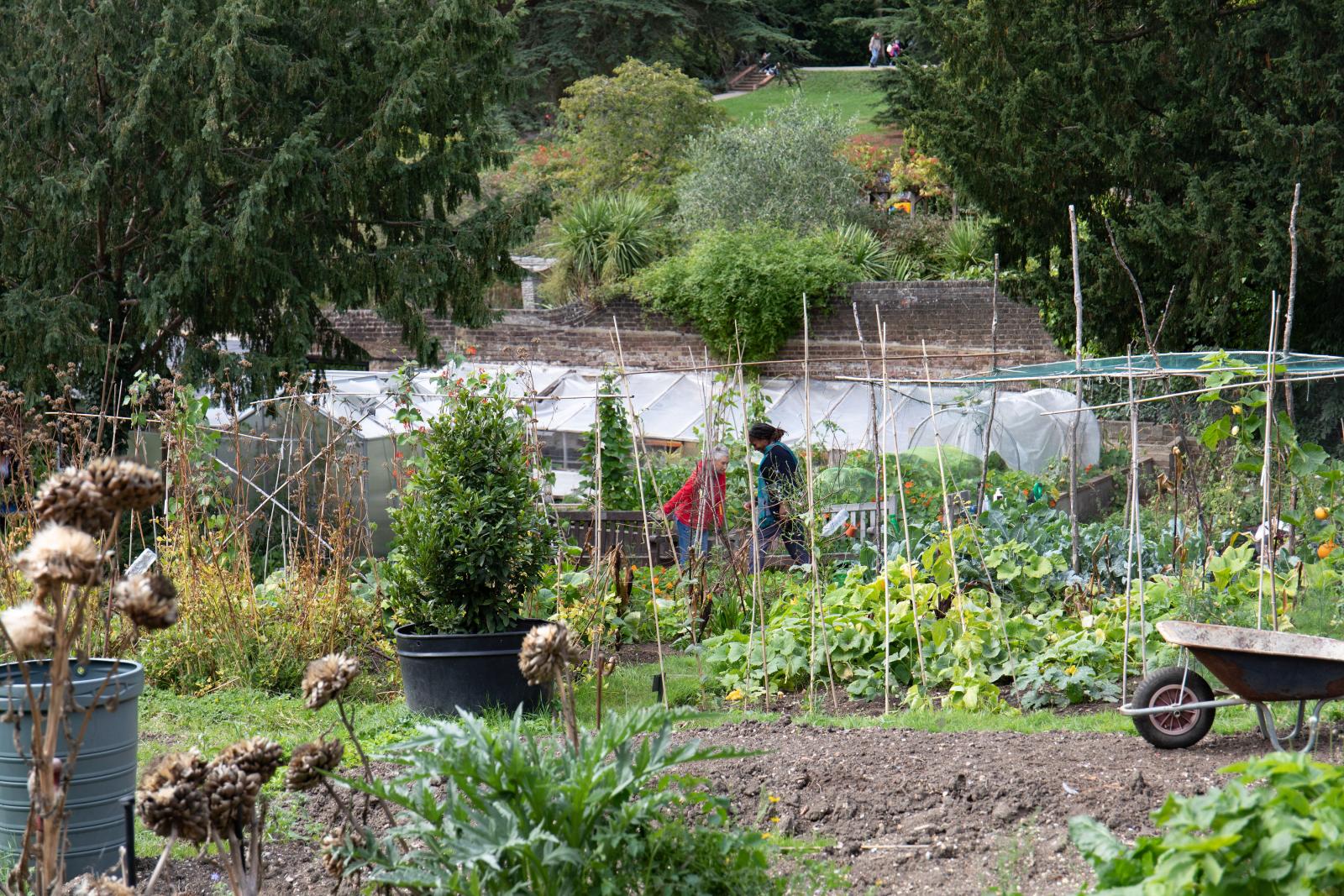 Streatham Community Garden. Photo credit: Zoe Warde-Aldam