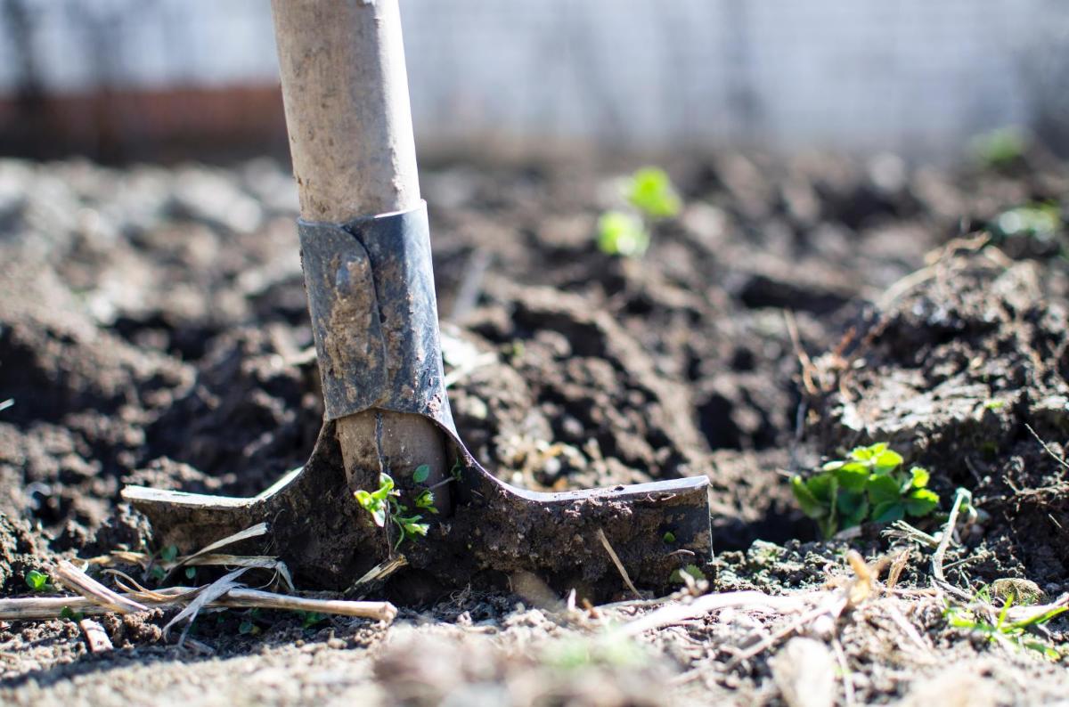 Digging. Photo credit: Pexels