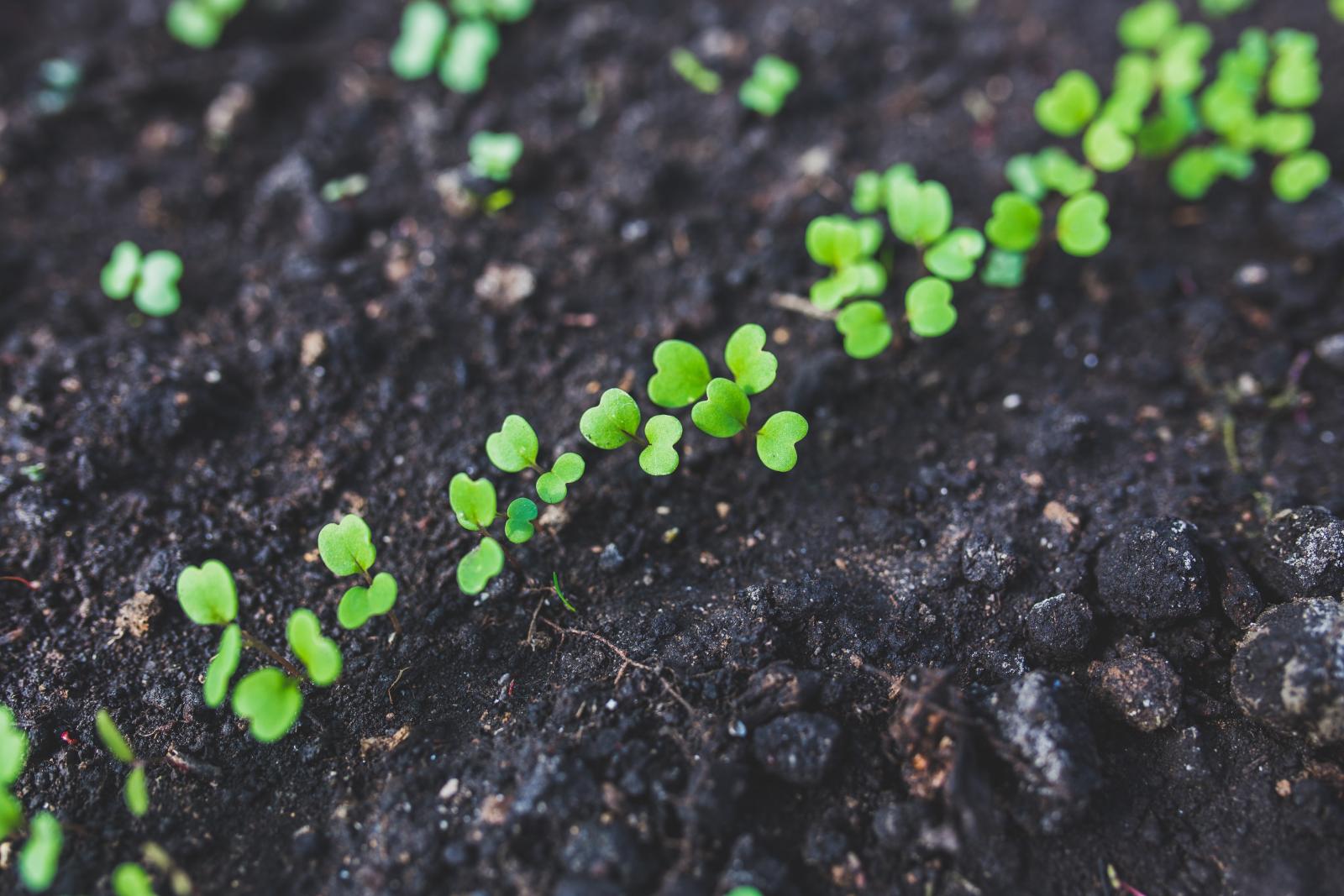 Close up on soil. Photo credit: Pexels