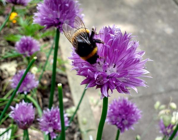 Bee on a clover. Photo credit: Sustain