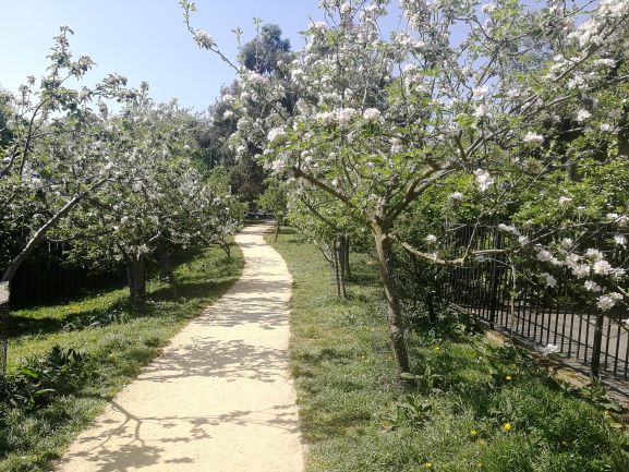 Community orchard, hackney, London, credit v hird