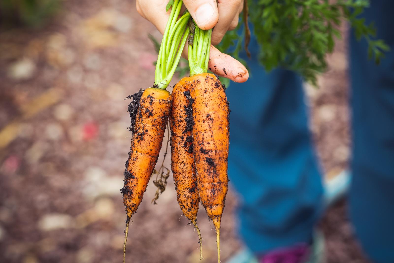 Person holding carrots. Photo credit: Pexels