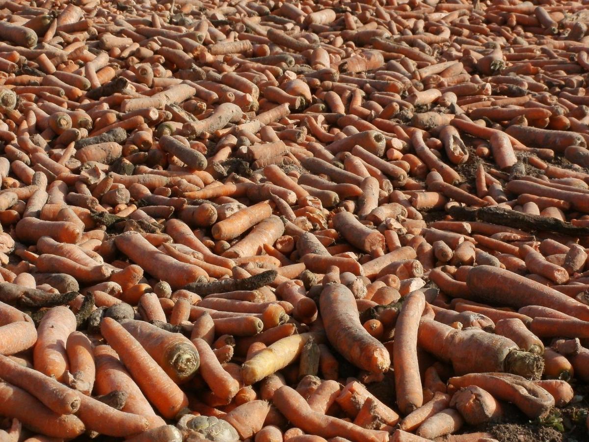 Carrots harvested in a field. Photo credit: Pixabay