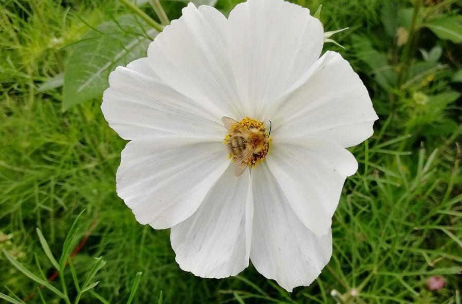 common carder bee on organic farm credit: V Hird