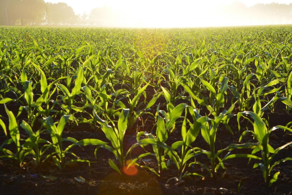 Corn crops image by Alejandro Barrón