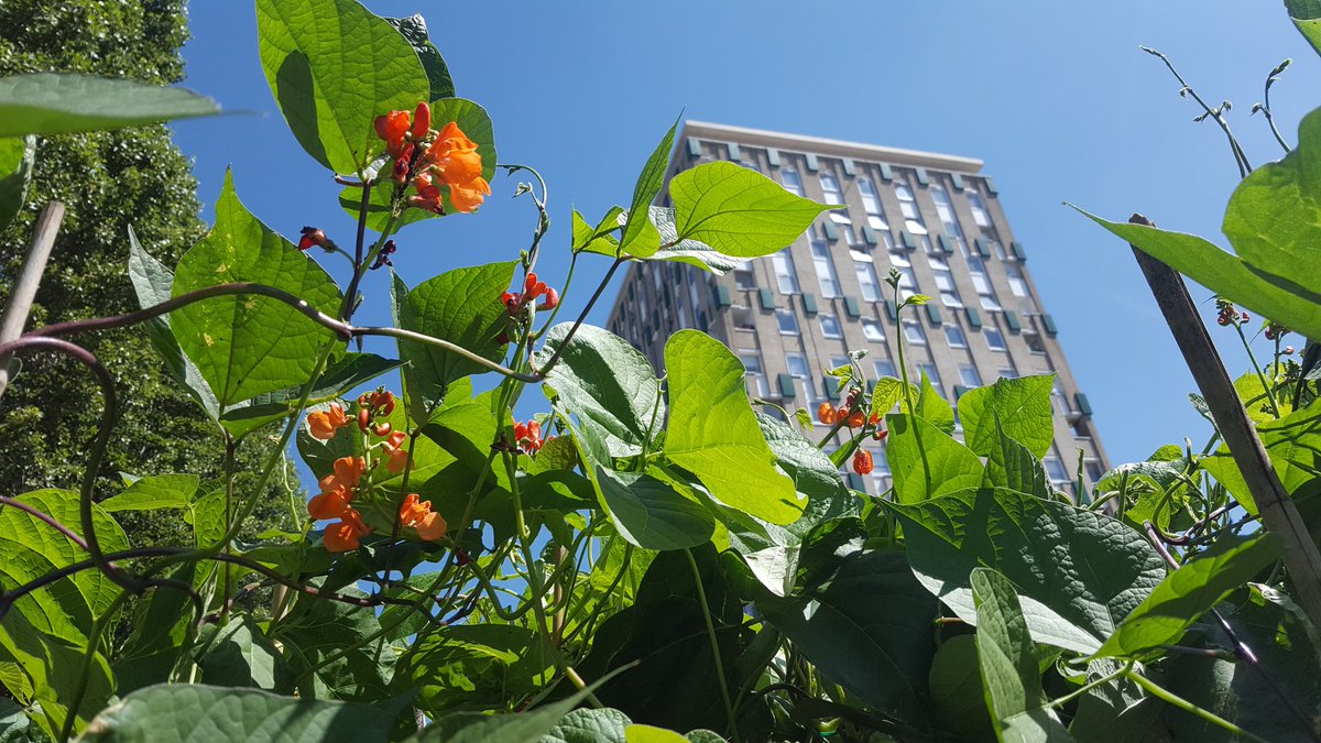 Community Gardens Keep Growing Through Coronavirus Sustain