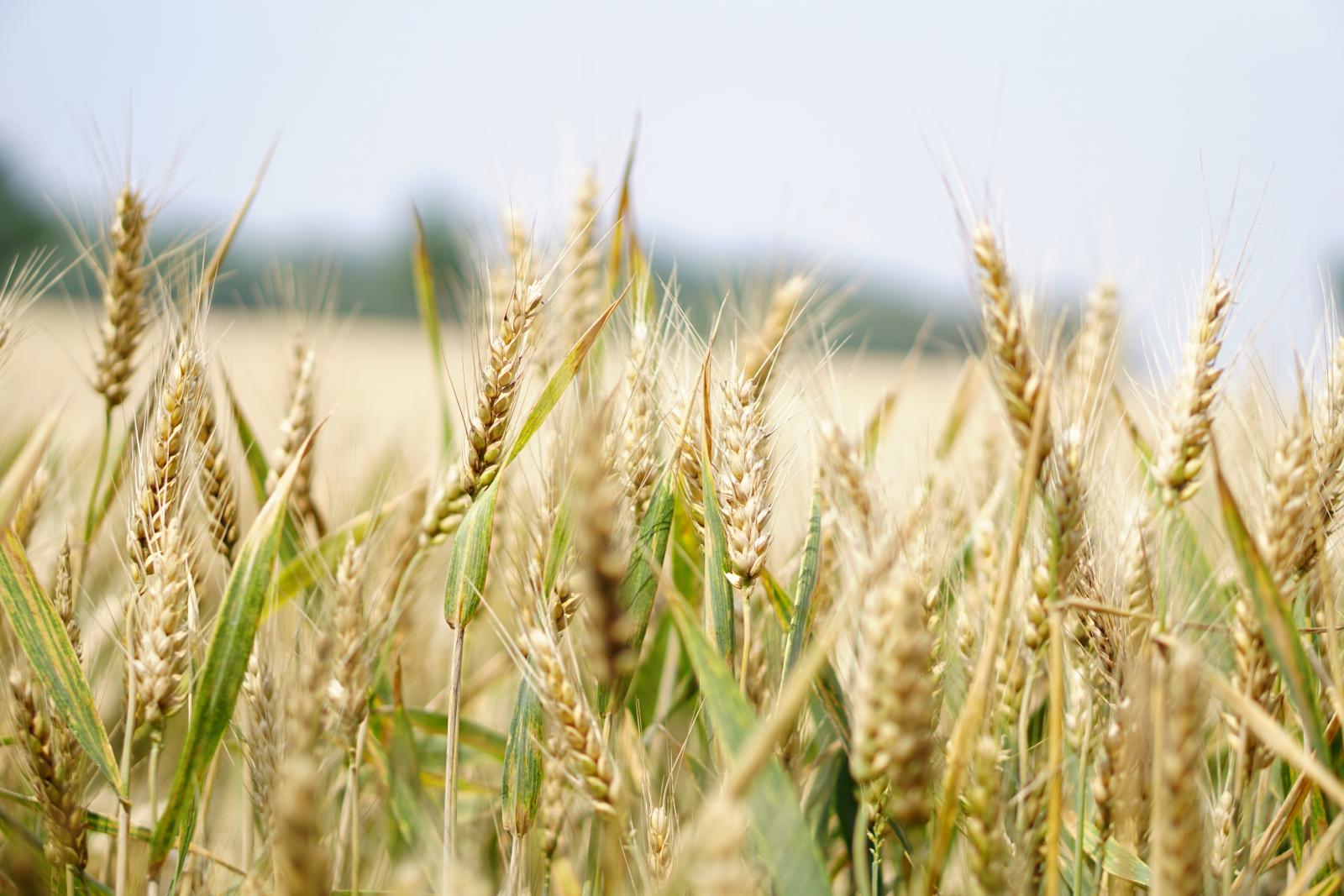 Arable crops. Photo credit: Pexels