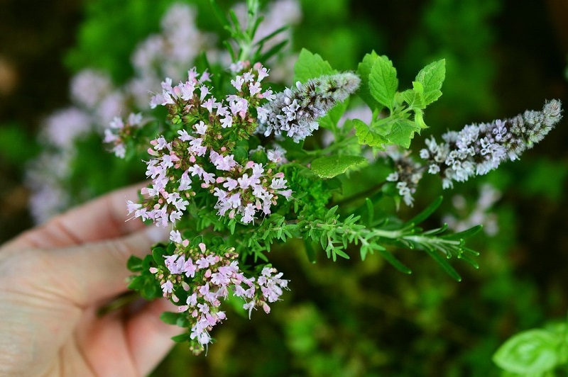 Culinary herbs